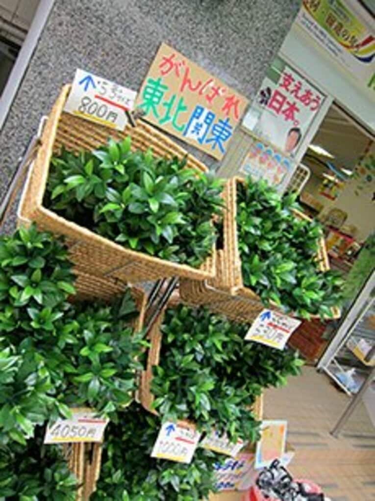 「しきみ（樒）」と「さかき(榊)」の違いが分かる日本人がどれくらいいるのだろう……