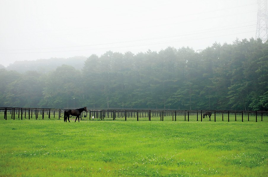 北海道地震が馬産地直撃するも、種牡馬たちは全馬無事の理由。~一晩で70km歩く、夜間放牧の意外な利点~<Number Web> photograph by Photostud