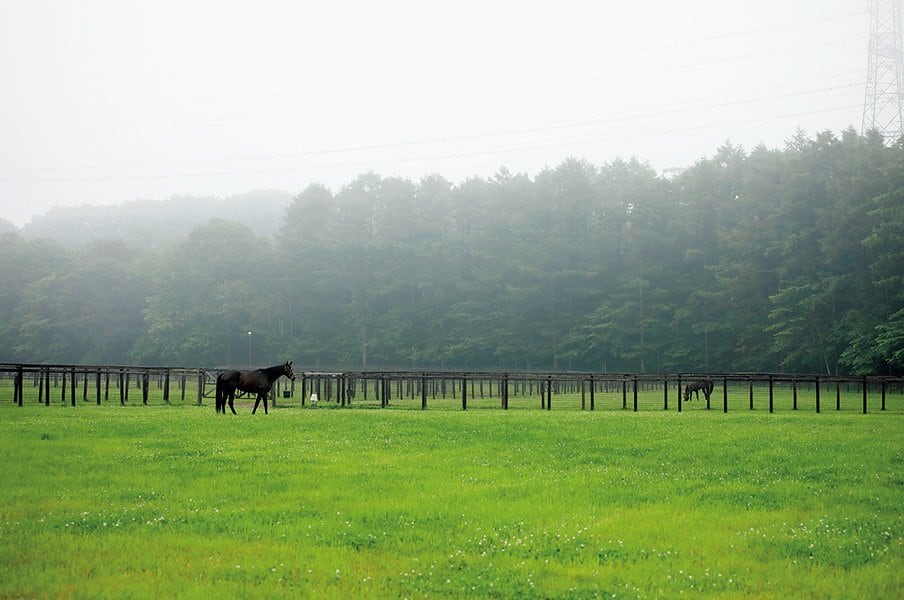 北海道地震が馬産地直撃するも、種牡馬たちは全馬無事の理由。～一晩で70km歩く、夜間放牧の意外な利点～＜Number Web＞ photograph by Photostud