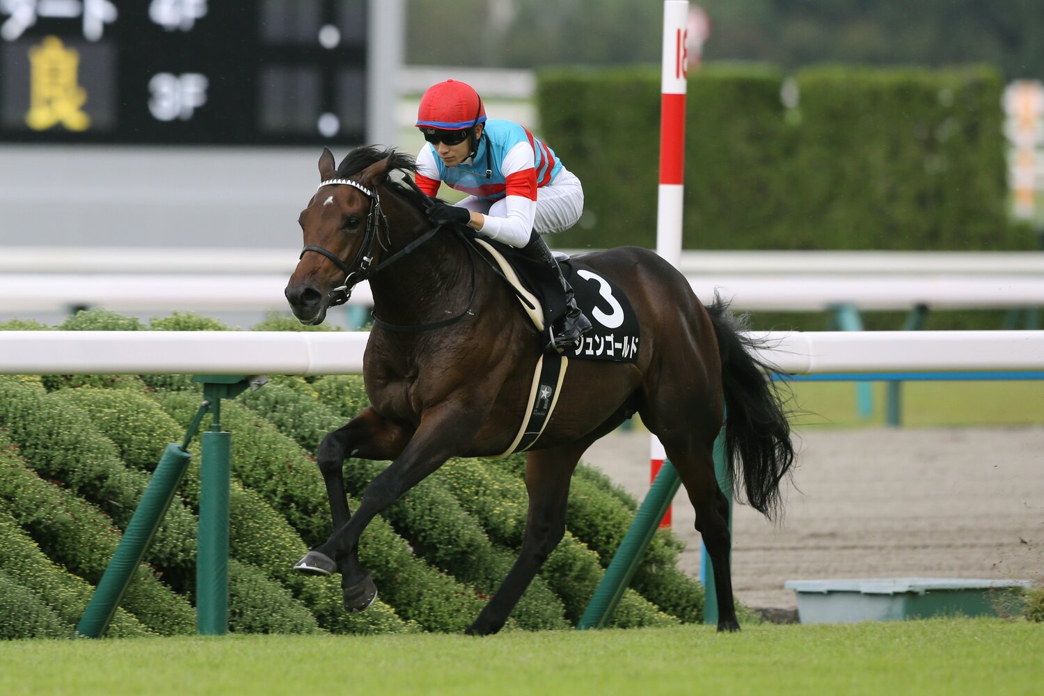 指定の勝負服、帽子以外の馬具は黒で統一している坂井　©Eiichi Yamane/AFLO