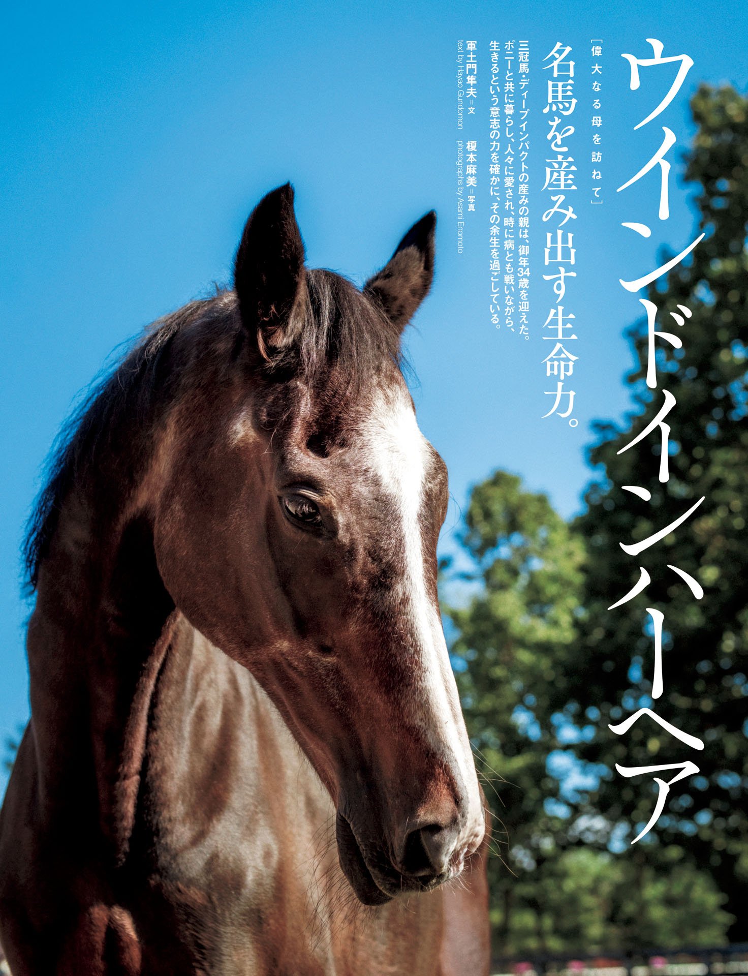 ウインドインハーヘア「名馬を産み出す生命力」