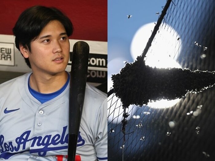 大谷翔平ドジャース戦で大騒ぎ「蜂と駆除員」がカードになったが「乱入リスや猫、あの映画」「オオタニが座ったイス」も…MLBの商魂がスゴい＜Number Web＞ photograph by Christian Petersen/Getty Images