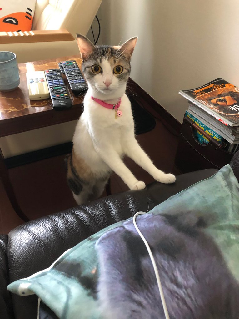 「ボクサーはなぜ猫好きなのか？」猫パンチを食らっても愛する内山高志が答える…女性のタイプもネコ系!?《拳四朗は猫ケーキ発注》(10)