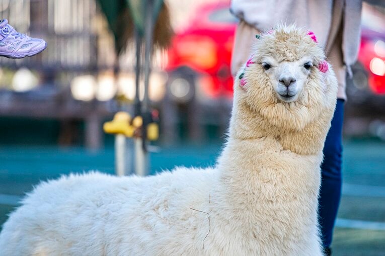 八ヶ岳アルパカ牧場のアルパカたち