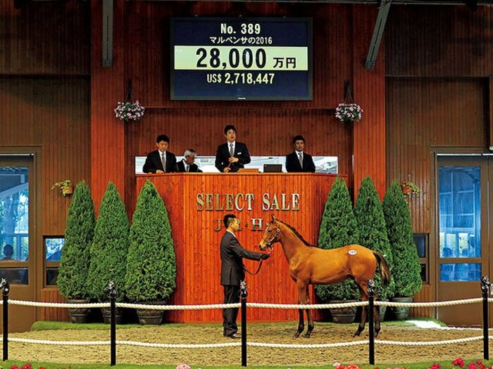 4年連続で売上記録更新。大盛況のセレクトセール。～平均1億超えのディープ、種付け料はすでにSS以上～＜Number Web＞ photograph by JRHA