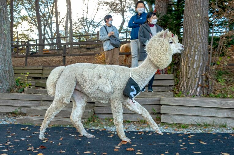 1頭後方ポツンの作戦をとった（？）、2番花ちゃん（メス、2歳）