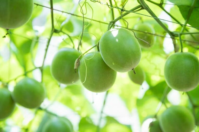 中国・桂林が原産のウリ科の植物で清朝時代の医師「羅漢」により漢方原料として見出されたスーパーフルーツ。「ラカントS」の原料には契約農家が徹底管理したものだけを使用