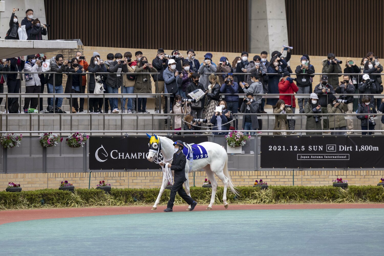 チャンピオンズCでは12着に敗れたソダシ　©Photostud