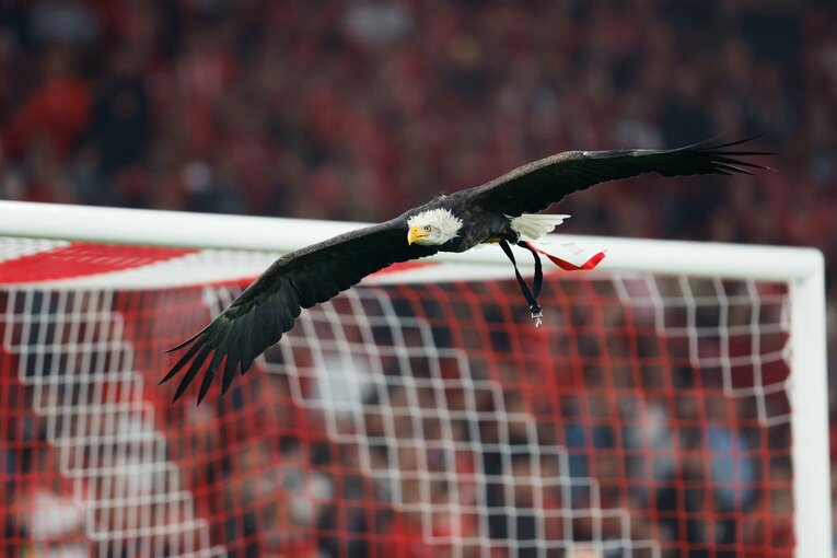 森保ジャパン守田英正28歳“日本に伝わらない”ポルトガルで認められた勲章…敗戦で目は充血も「5万人の敵地ダービー大ブーイング」(7)