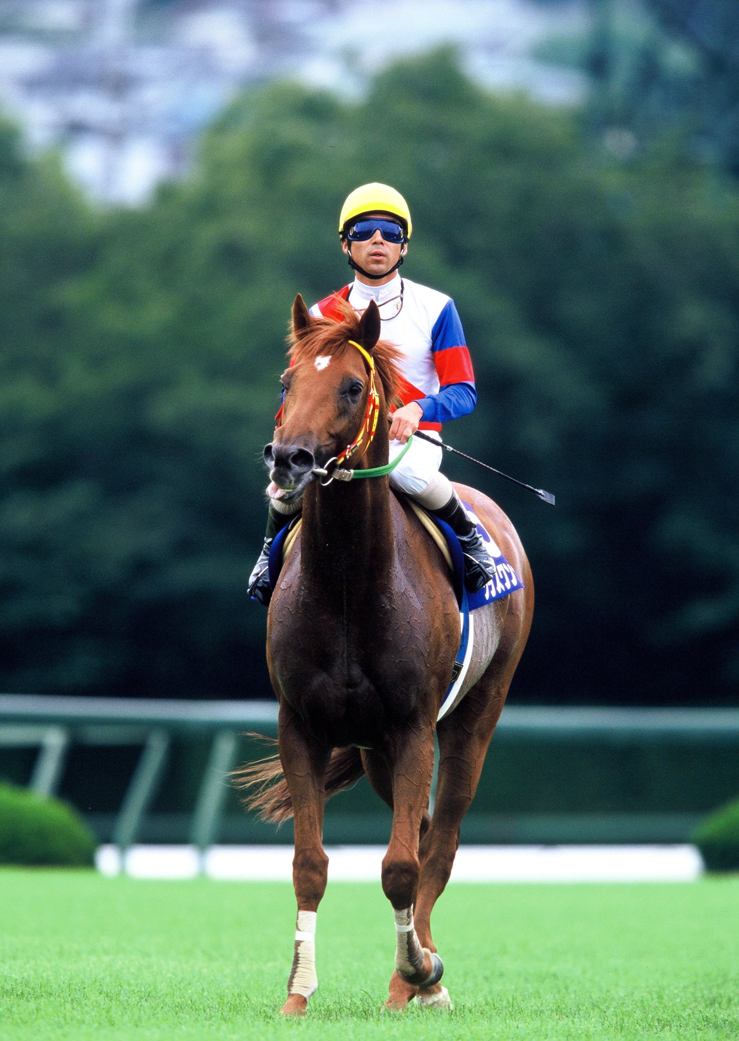 グラスワンダー　©Tomohiko Hayashi