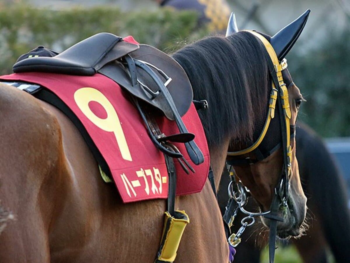 2／3）性別を超えた王者候補ハープスター。桜花賞、その行く手を阻む馬