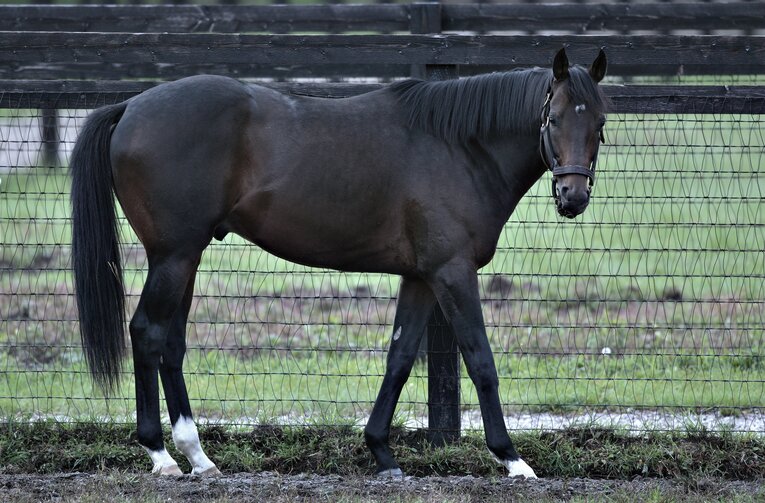種牡馬時代のディープインパクト（2007年撮影）　©Takuya Sugiyama
