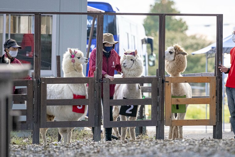 ゲートに入ってからも、非常に落ち着いた様子でスタートの合図を待つ4頭