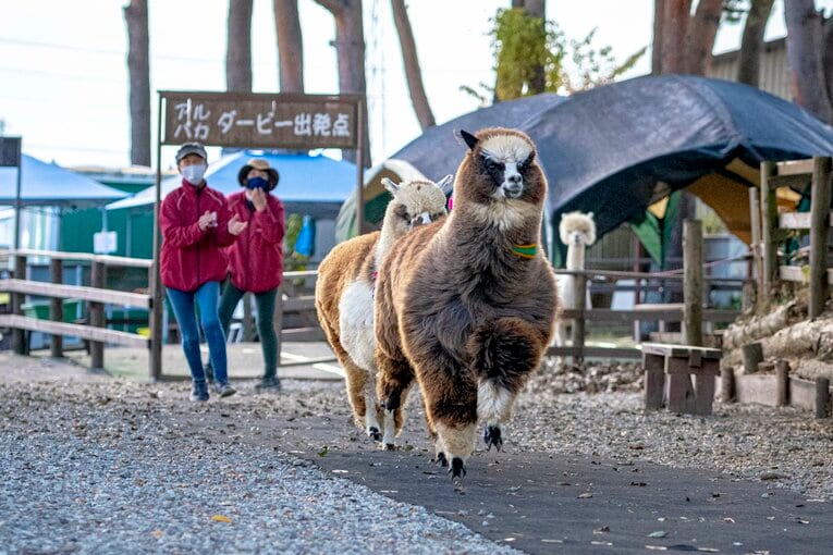 オスのアルパカによるデモンストレーションのレース
