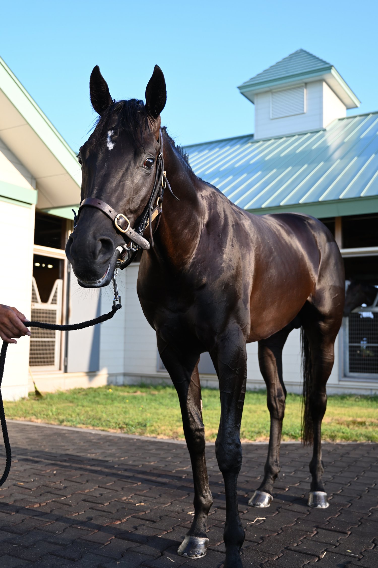 父と同じく、額には白い流星がある　©Keiji Ishikawa