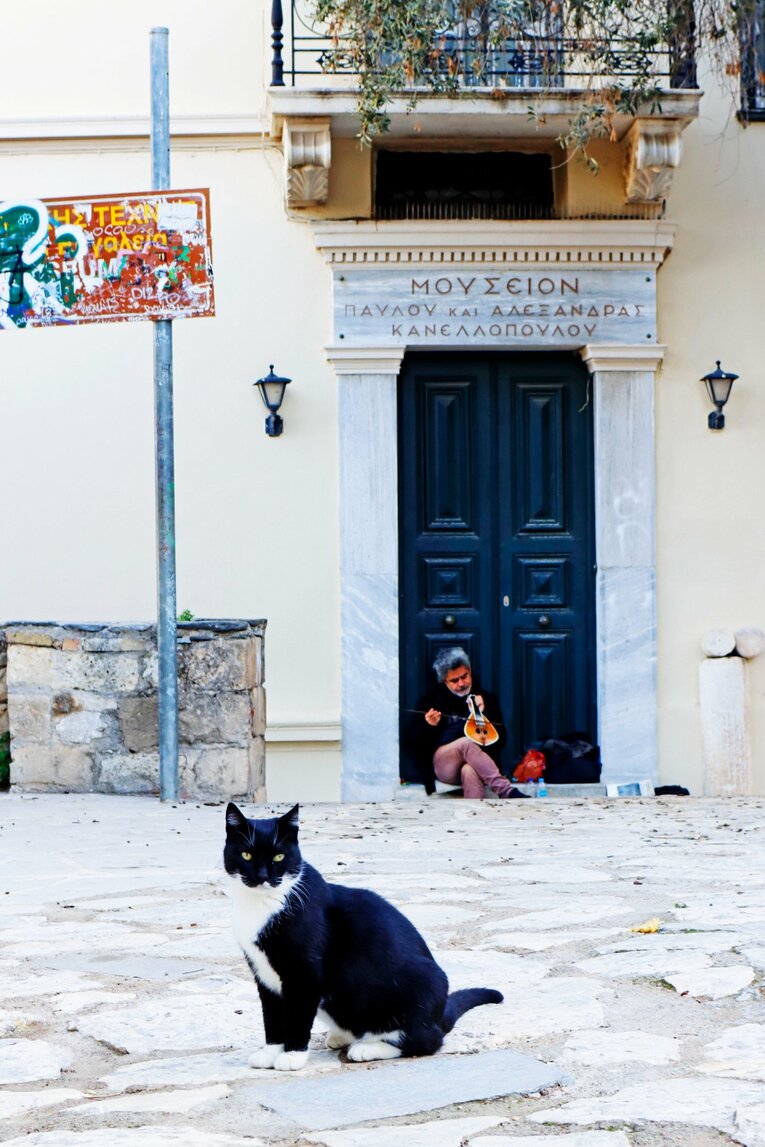 野良猫を撮っていたら、ここでも……