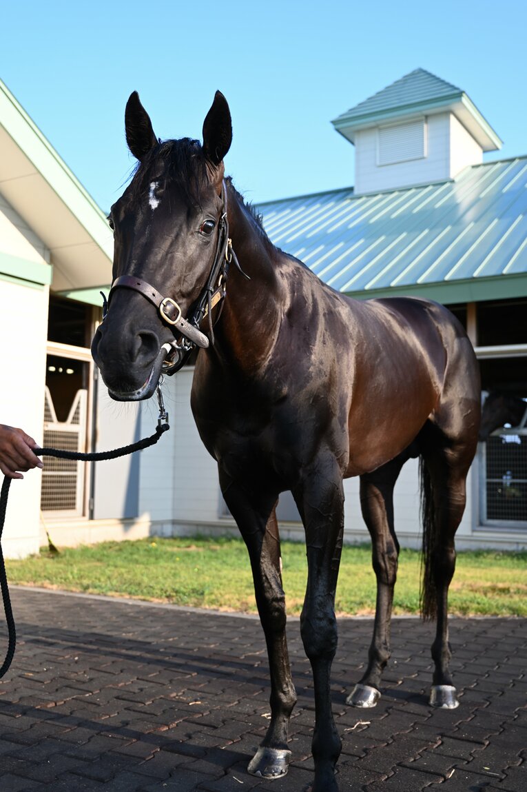 父と同じく、額には白い流星がある　©Keiji Ishikawa