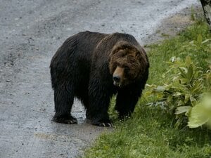 「一発で仕留めないとおふくろが襲われるかも」元ラガーマン猟師が語る“初めてヒグマを撃った日”…「クマっていうのは本当に賢くてね」命がけの報酬