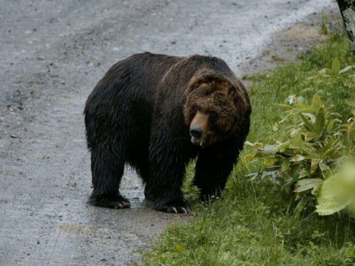 「一発で仕留めないとおふくろが襲われるかも」元ラガーマン猟師が語る“初めてヒグマを撃った日”…「クマっていうのは本当に賢くてね」命がけの報酬＜Number Web＞ photograph by JIJI PRESS