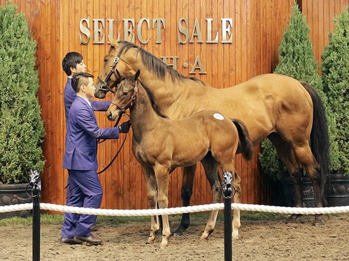 ディープ1強に新種牡馬が挑戦状？億超え続出のセレクトセール詳報。＜Number Web＞ photograph by Kyodo News