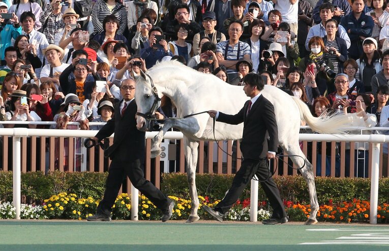 2017年9月に行われた種牡馬・ゴールドシップの展示　(C)Sankei Shimbun