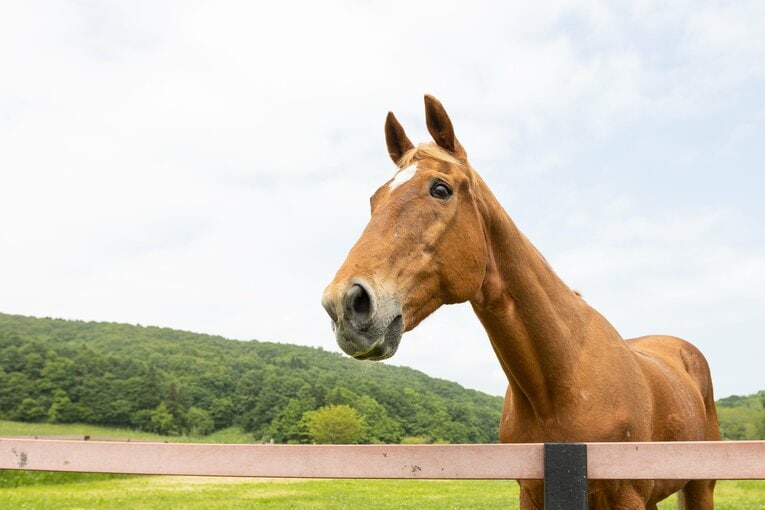 在りし日のタイキシャトル。会費や寄付、助成金収入を用いた馬の里親制度により馬生が支えられていた　©Daisuke Asauchi