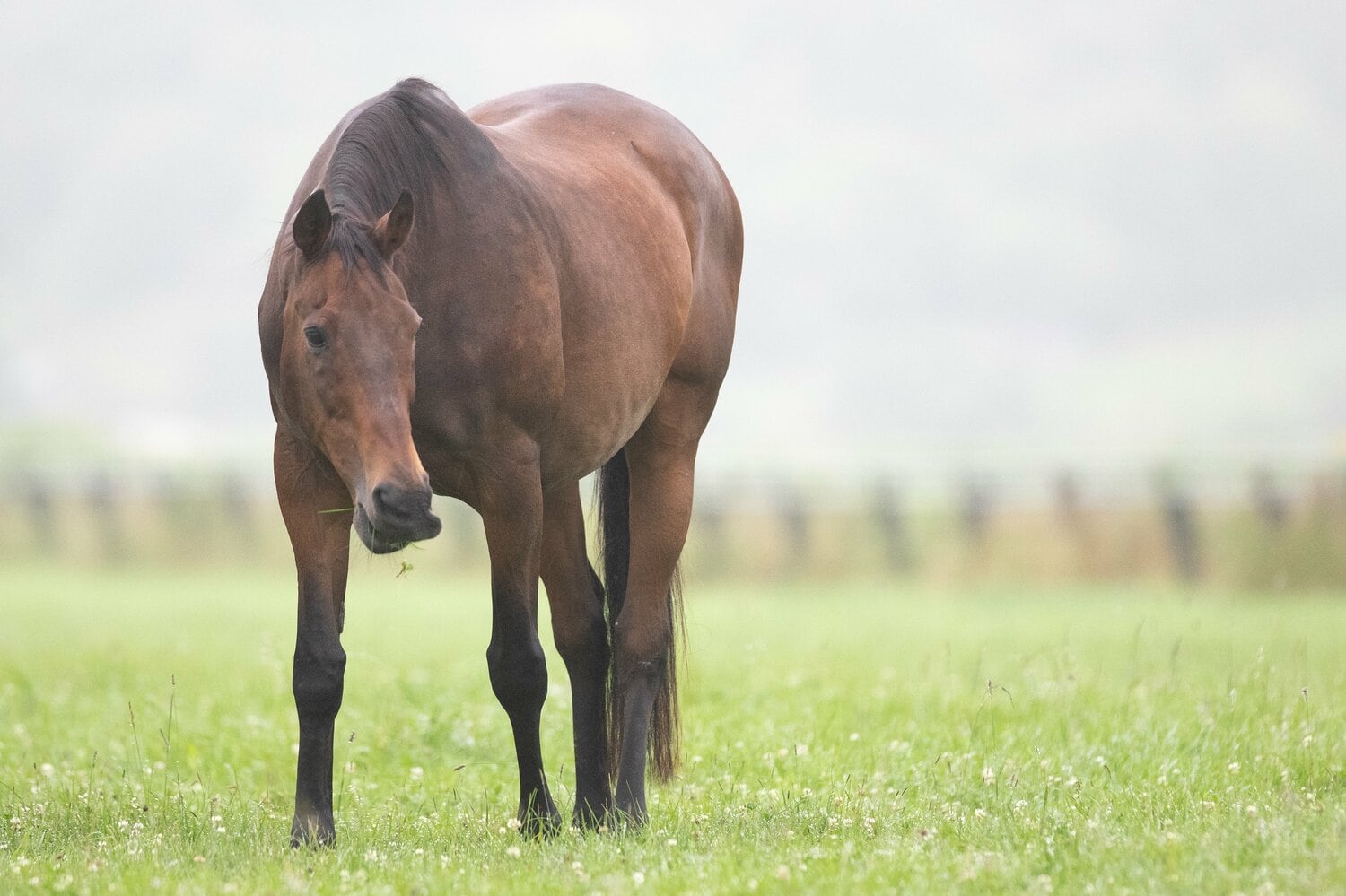 のんびりと牧草を食むナイスネイチャ。有馬記念での3年連続3着は今も競馬ファンの間で語り草になっている　©Daisuke Asauchi