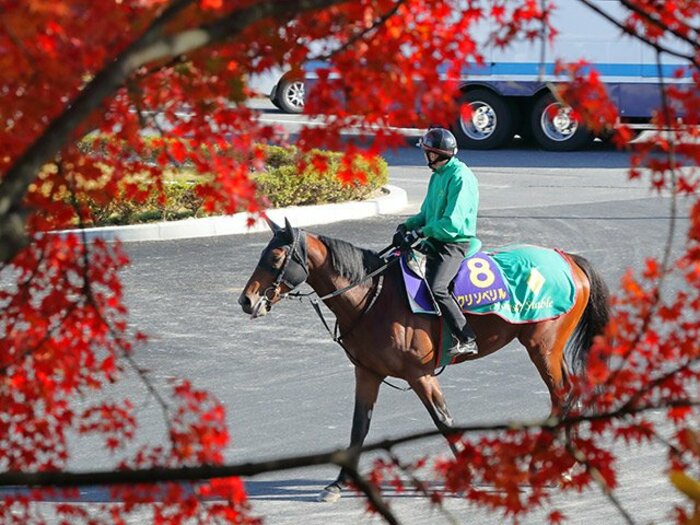 超豪華メンバーのダート王決定戦。3歳の「アロンダイトの甥」が強い。<Number Web> photograph by Yuji Takahashi