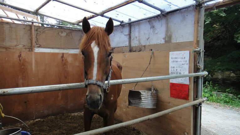 相馬中村神社に引き取られた被災馬