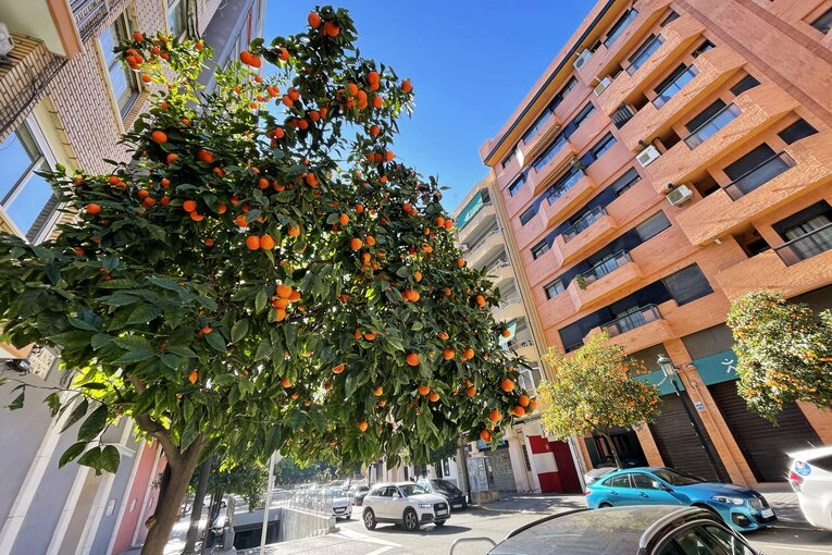 街路樹にたくさんのオレンジが。美味しくないらしいです  ©Daisuke Nakashima