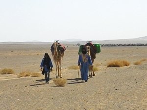 最後尾のランナーについてくるベルベル人＆ラクダ