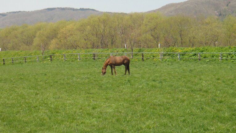 タニグチ牧場に引き取られたテンジンマツリ（2011年）