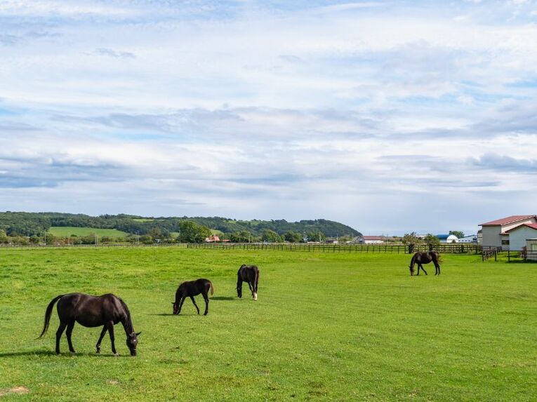 競走馬の産地として有名な北海道日高地方 ／ photograph by Getty Images