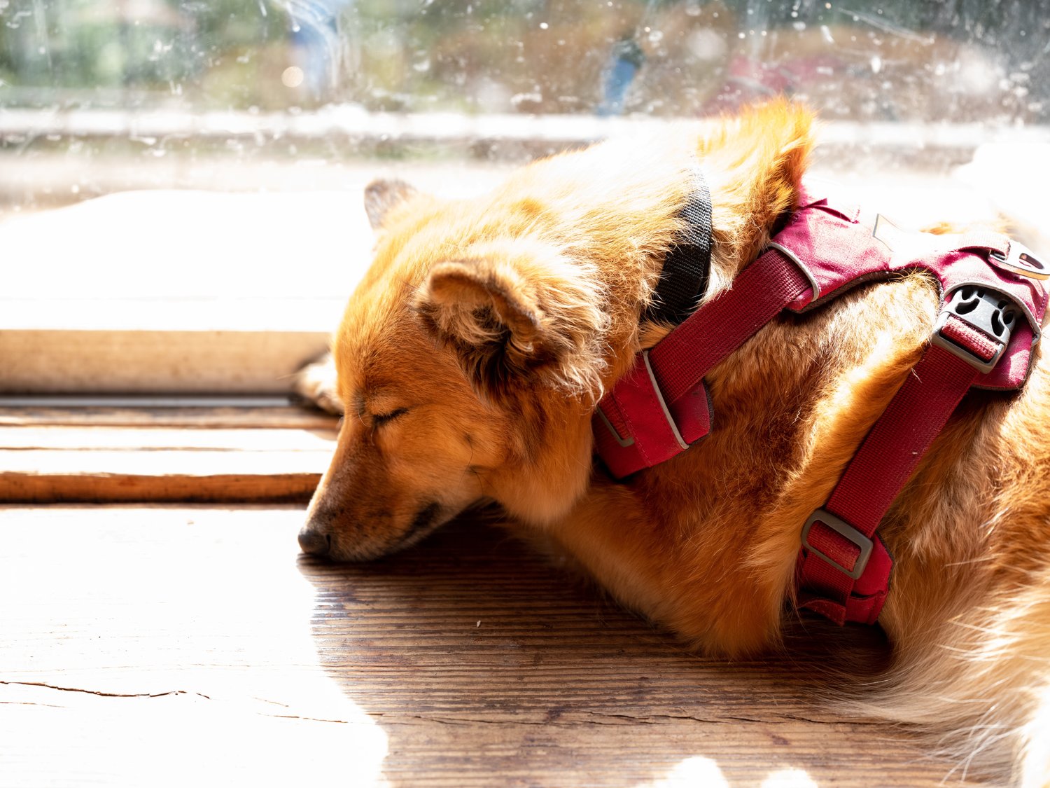 昼寝するナツ（横浜の家で撮影）　©Nanae Suzuki