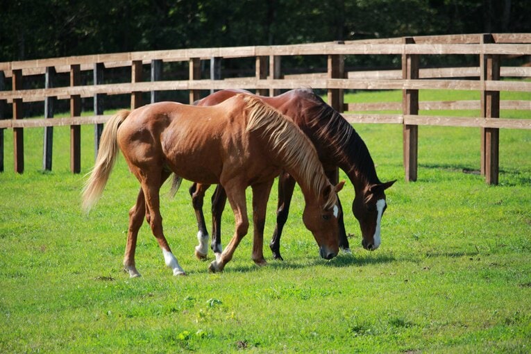 シャトルが水を飲みにくると、ドトウがちょっかいを掛けに来て見つめ合う一幕もあったという　courtesy of The Retired Horse Association