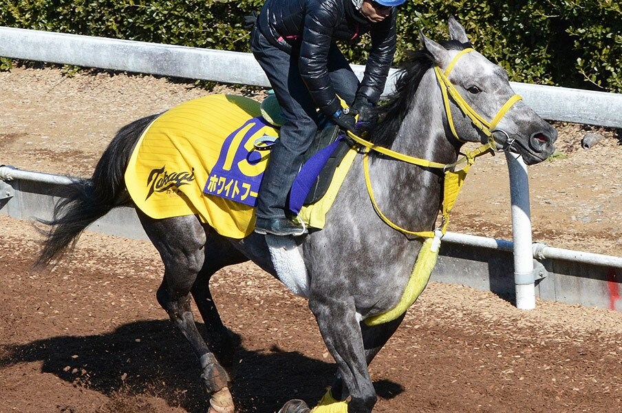 フェブラリーSは堅実派か爆発力か。「武器比べ」ならホワイトフーガ!<Number Web> photograph by NIKKAN SPORTS