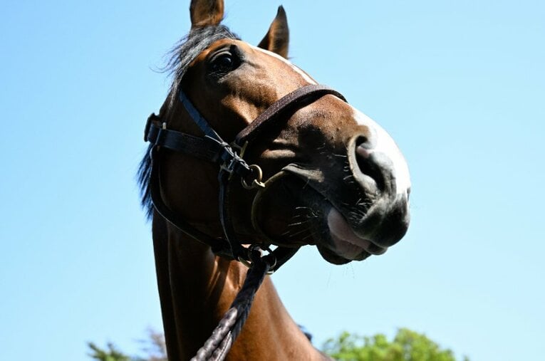 取材中、カメラを向けても“名馬ならではのくつろぎ”を見せたソールオリエンス。大物の雰囲気が漂っていた ／ photograph by Keiji Ishikawa