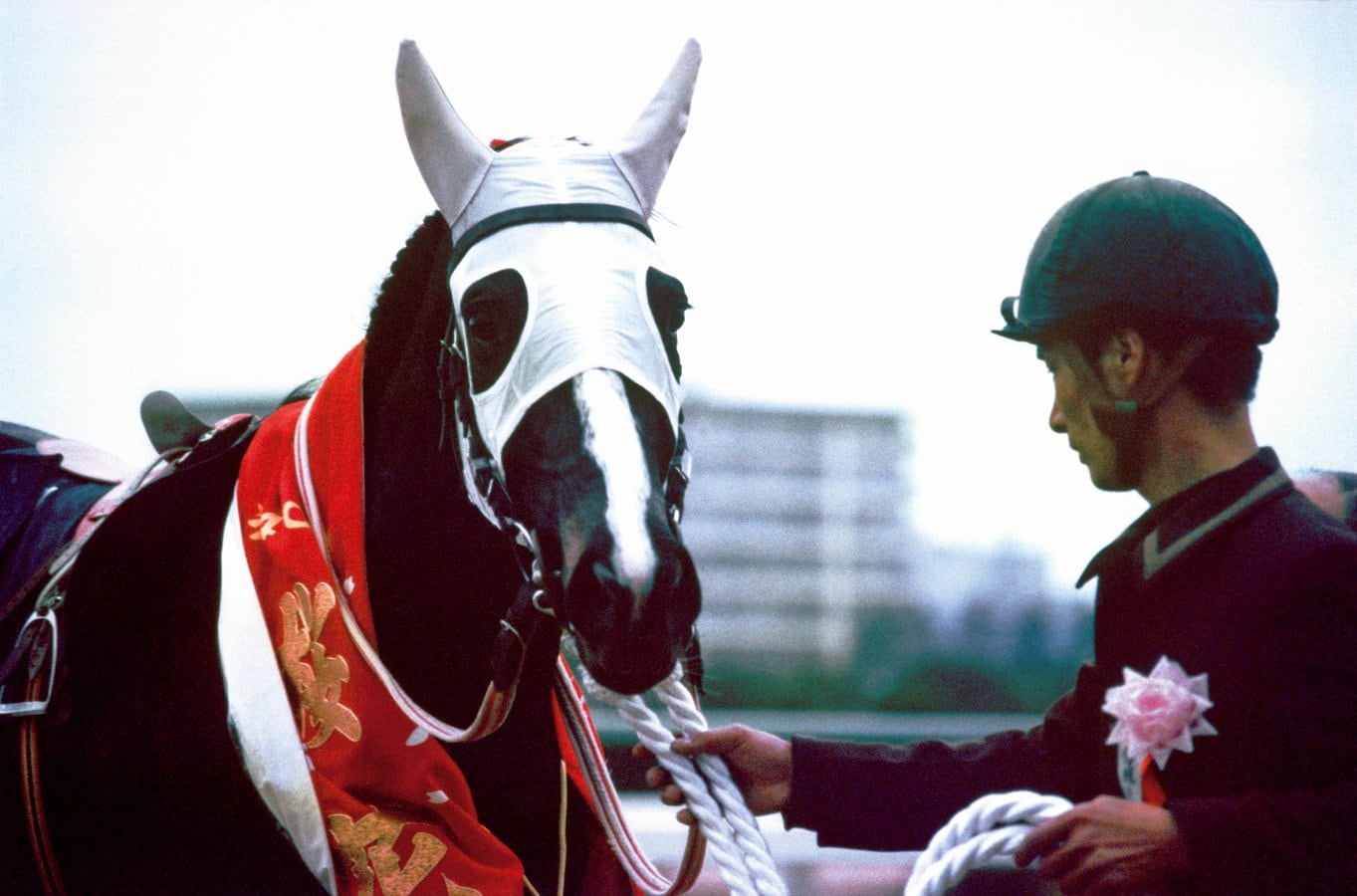 ハギノトップレディ（華麗なる一族）主な馬：ハギノカムイオー、ダイイチルビー　JRA