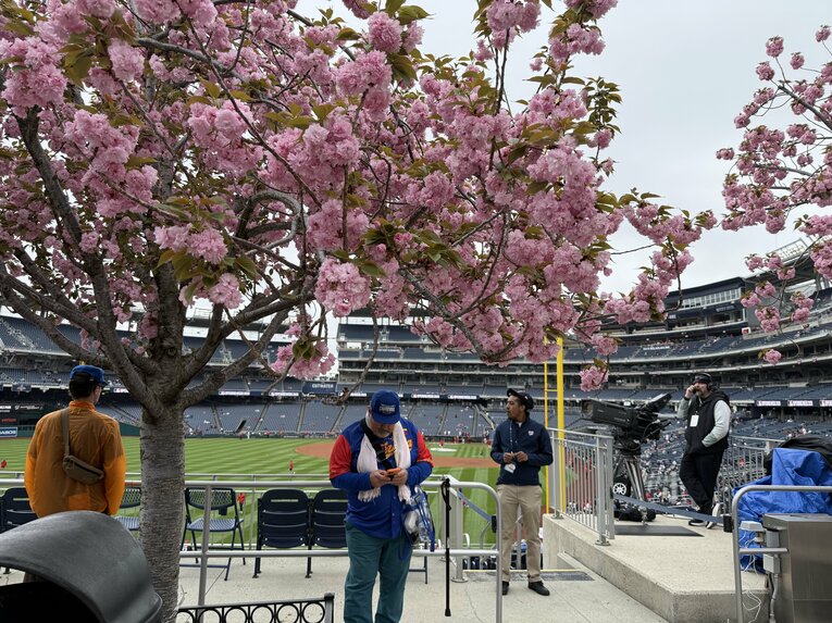 ワシントンと言えば、桜。ナショナルズパークにも咲いていた　©Naoyuki Yanagihara