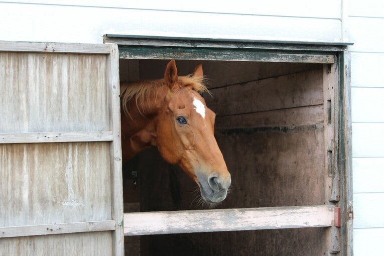 ©The Retired Horse Association