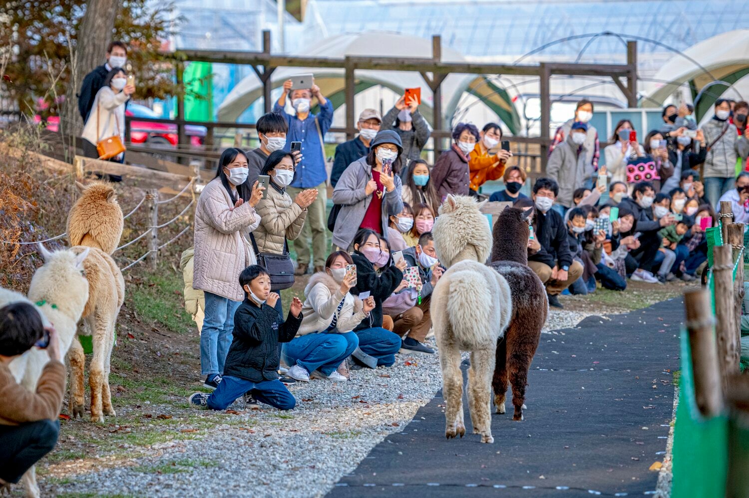 ゴール前は大盛り上がり。子どもたちの「頑張れ~!」の声がアルパカたちの背中を押す(2頭コースアウト)