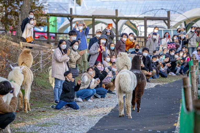 ゴール前は大盛り上がり。子どもたちの「頑張れ～！」の声がアルパカたちの背中を押す（2頭コースアウト）