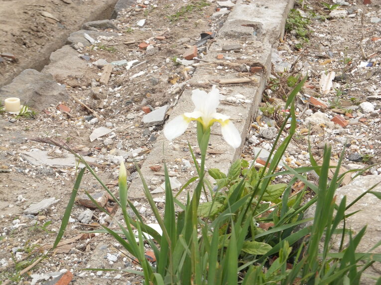 大相撲の“3.11”　被災地を訪れた力士たちの涙と誓い(35)