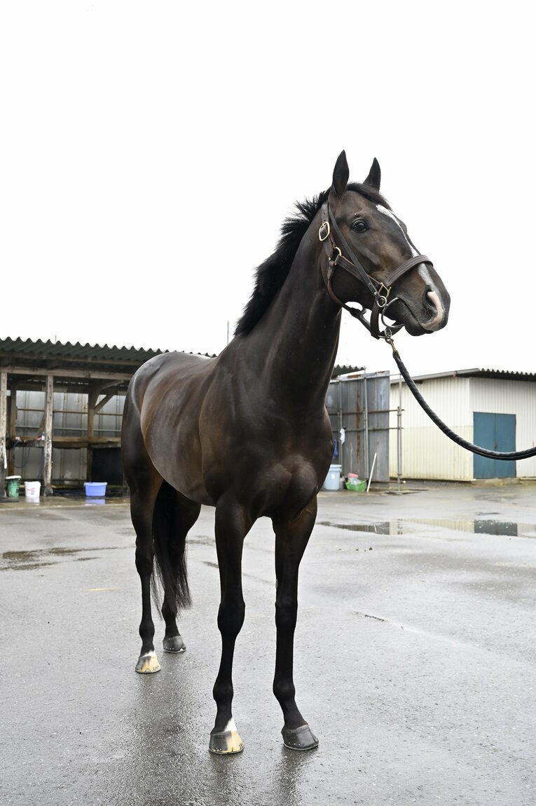 「僕とタイトルホルダーは折り合えるんだ」 横山家の長男・横山和生（29）が明かした天皇賞・春への自信と“父・典弘からのアドバイス”(26)