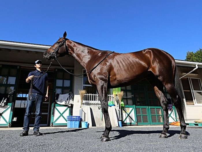 菊花賞はヴェロックスが人気だが……。「押し出された本命」不遇の歴史。<Number Web> photograph by Yuji Takahashi
