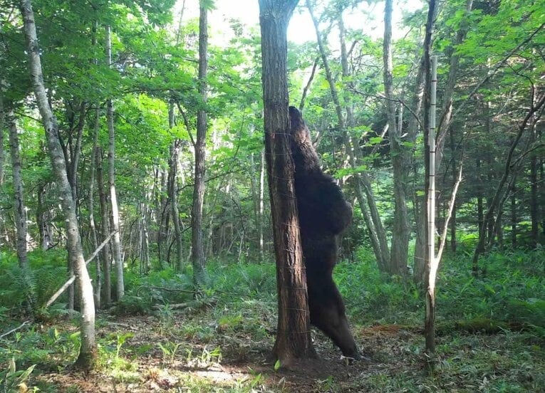 北海道標茶町と厚岸町で家畜を襲い続け、駆除されたヒグマ「OSO（オソ）18」【スワイプするとそのほかの写真もご覧になれます】 ©JIJI PRESS［標茶町提供］