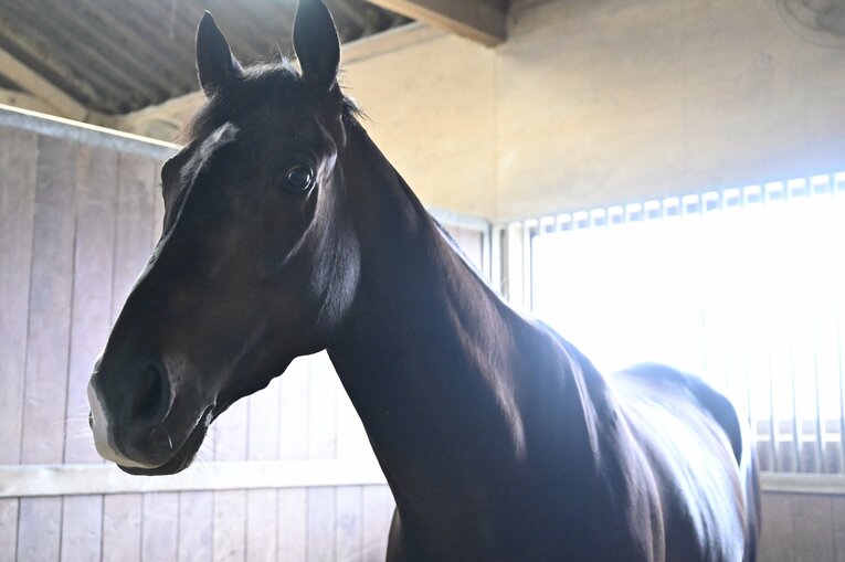 「僕とタイトルホルダーは折り合えるんだ」 横山家の長男・横山和生（29）が明かした天皇賞・春への自信と“父・典弘からのアドバイス”(30)