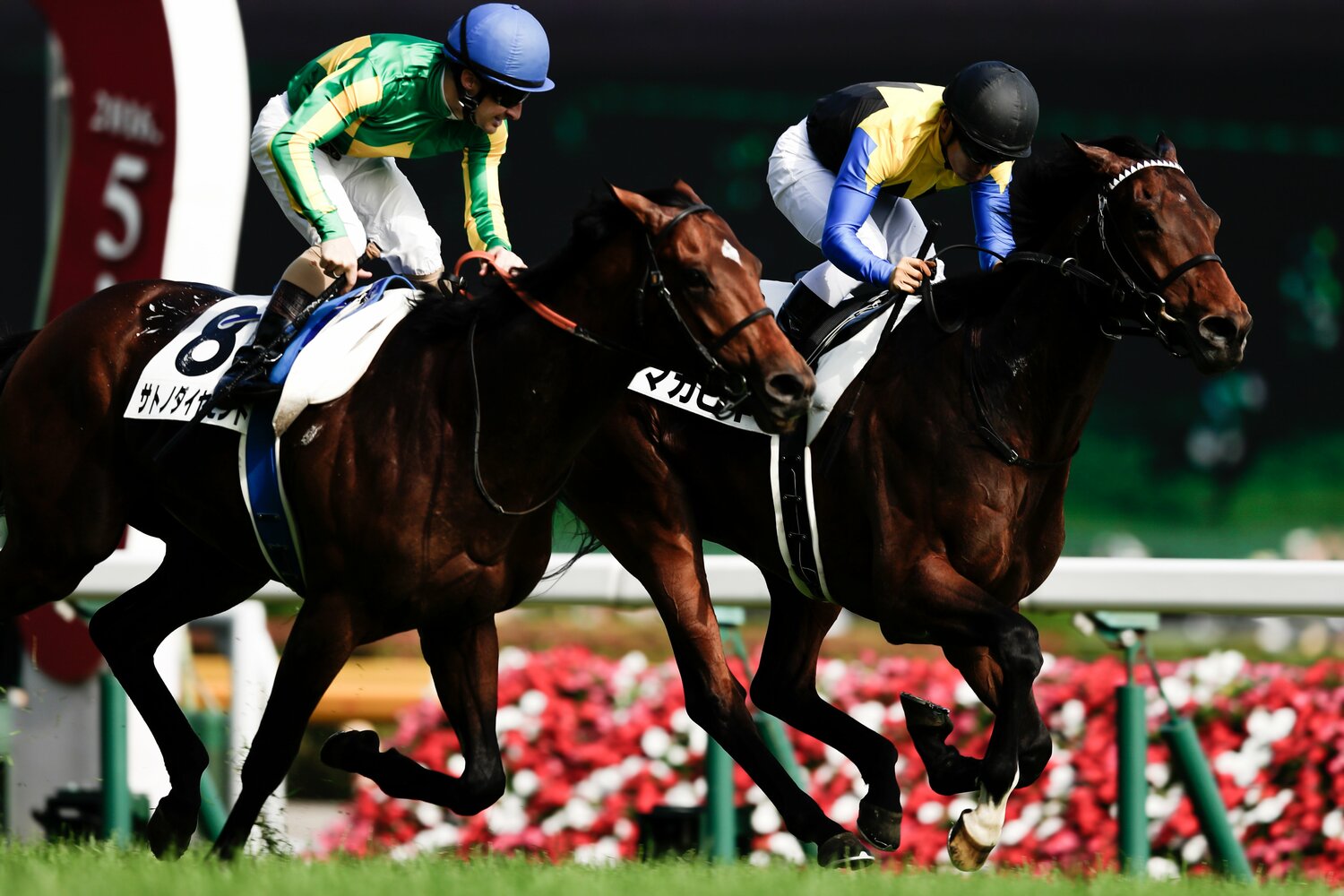 同世代のダービー馬マカヒキ(右)と菊花賞馬のサトノダイヤモンド ©Kiichi Matsumoto