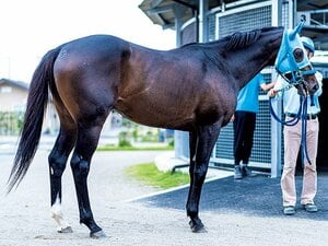 晩成馬の夢やいかに。3歳未勝利馬たちの行く末。～地方競馬の「馬不足」がなぜ起きるか～