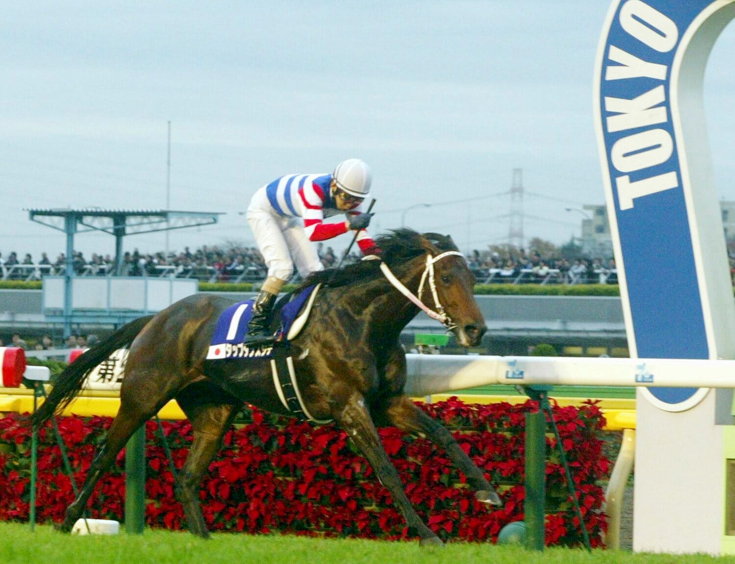 ジャパンCを制したタップダンスシチー　©AFLO